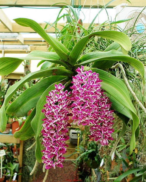 Cây lan Ngọc Điểm là cây lan rừng, chúng ra hoa đẹp. Nếu chăm sóc bộ rễ của chúng không bị thối, úng, thì cây sẽ kích thích ra hoa nhiều, nhanh.