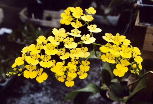 Với người mới chơi hoa lan, thì lan vũ nữ là một lựa chọn an toàn. Chúng nở hoa vào mùa xuân hay mùa hạ. Vào thời tiết lạnh chỉ cẩn tưới rất ít nước.