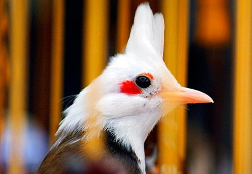 Hiện tại, nhiều cơ sở bán các giống chim chào mào quý hiếm đã bắt đầu bung hàng Tết. Trong đó xuất hiện chim chào mào “nữ hoàng” là một loại chim cảnh cực “độc”, quý hiếm vốn được các đại gia Hà Nội yêu thích.