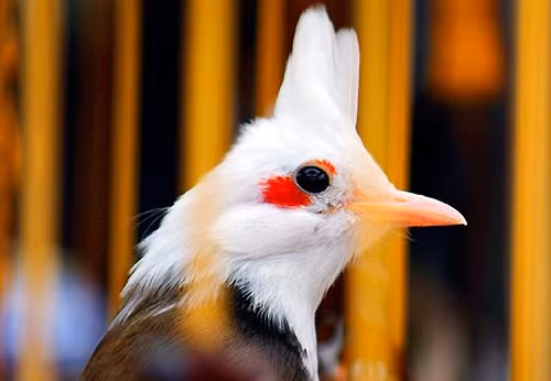 Hiện tại, nhiều cơ sở bán các giống chim chào mào quý hiếm đã bắt đầu bung hàng Tết. Trong đó xuất hiện chim chào mào “nữ hoàng” là một loại chim cảnh cực “độc”, quý hiếm vốn được các đại gia Hà Nội yêu thích.