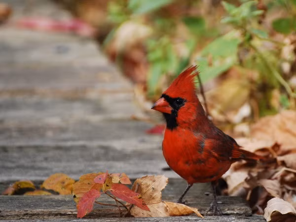 Không chỉ đam mê sinh vật cảnh, nhiều người lùng mua giống chim chào mào quý để làm quà biếu Tết. Trong đó, chào mào lửa (chào mào hồng y giáo chủ) với bộ lông màu đỏ, tượng trưng cho may mắn năm mới được chào bán với giá không dưới vài triệu đồng.