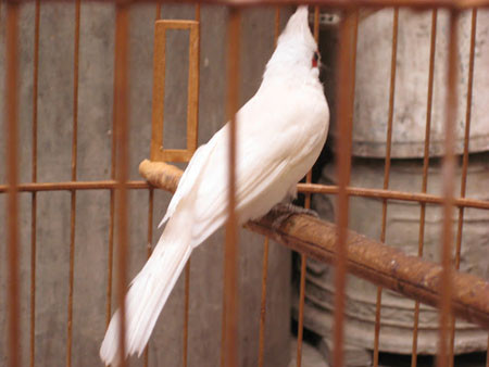 Theo những người chơi sinh vật cảnh, những con chào mào này bị đột biến gen nên có màu lông lạ. Tuy nhiên, độ đắt đỏ của chúng còn phụ thuộc vào tiếng hót của chúng.