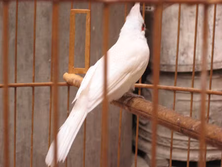 Theo những người chơi sinh vật cảnh, những con chào mào này bị đột biến gen nên có màu lông lạ. Tuy nhiên, độ đắt đỏ của chúng còn phụ thuộc vào tiếng hót của chúng.