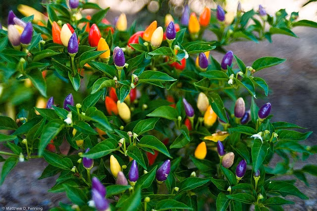 Giống ớt cầu vồng đặc biệt sai quả với những màu sắc khác nhau trên cùng một cây từ kem, trắng, vàng, tím, cam và đỏ. Chúng được tìm mua vì công dụng 2 trong 1, vừa làm cảnh, vừa ăn quả.