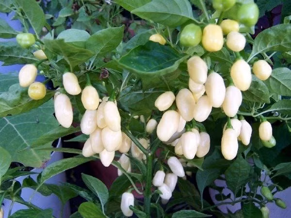 Ớt trắng (ớt Habanero) là giống ớt lạ quý hiếm và cực kỳ cay. Màu trắng của loại ớt này khiến cho chúng trở nên thực sự đặc biệt và quý hiếm.