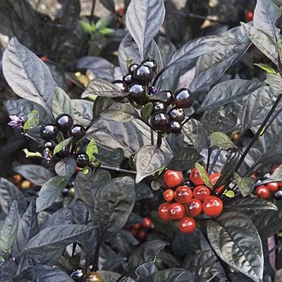 Một giống ớt độc lạ, đó là ớt ngọc trai có lá màu tím đen, trái có màu đen và màu đỏ, sáng bóng khi gặp ánh nắng mặt trời.