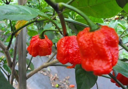 Carolina Reaper là loại ớt cay nhất trên thế giới. Nó có sức "tấn công" tương đương với bình xịt hơi cay chuyên dụng của cảnh sát. Theo sách kỷ lục thế giới Guinness 2012, ớt Carolina Reaper của ông Ed Currie là loại cay nhất trên thế giới.
