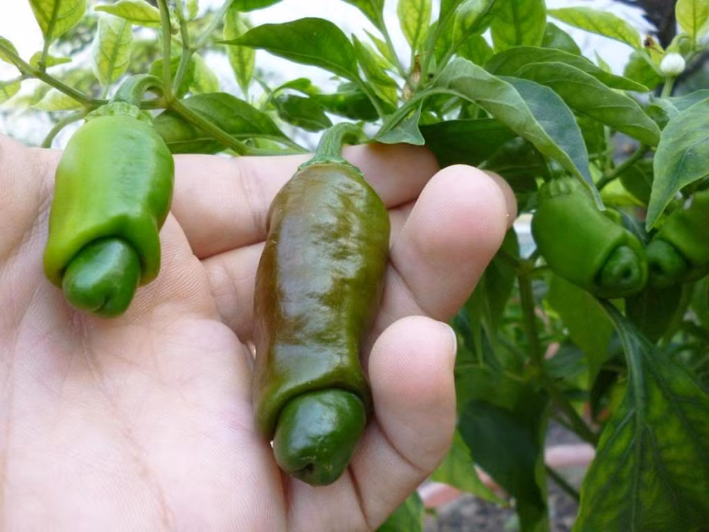 Được mệnh danh là loại quả thuộc hàng sexy và độc nhất vô nhị vì hình dáng giống bộ phận sinh dục nam, ớt Peter được trồng chủ yếu ở Đông Texas, Louisiana (Mỹ) và Mexico. Khi du nhập vào Việt Nam, giống ớt kỳ lạ này nhanh chóng thu hút sự quan tâm của người mua.