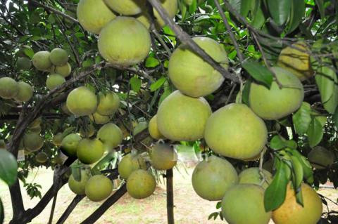 Một giống bưởi lạ, cho tới 800 quả trên cây tại một nhà vườn ở Hòa Bình khiến nhiều người choáng váng. Đây không phải lần đầu cây bưởi này cho nhiều trái đến như vậy. Trước đó, cây có thể thu hoạch tới 700 quả. Ảnh: Dân Việt.