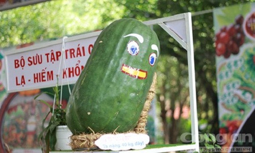 Gây sự chú ý trong lễ hội trái cây Nam Bộ năm 2015, trái bí đao khổng lồ nặng tới 40kg của vùng Bình Định khiến nhiều người không khỏi ngỡ ngàng. Ảnh: CATP HCM