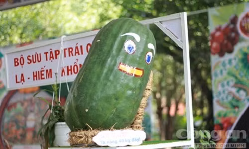 Gây sự chú ý trong lễ hội trái cây Nam Bộ năm 2015, trái bí đao khổng lồ nặng tới 40kg của vùng Bình Định khiến nhiều người không khỏi ngỡ ngàng. Ảnh: CATP HCM