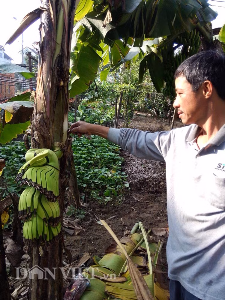 Hay nhiều người ngỡ ngàng khi chứng kiến hoặc xem hình ảnh buồng chuối trổ ngang thân có 12 nải phát triển tốt, trái to được phát hiện ở Quảng Nam.