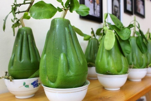 Vừa xuất hiện, bưởi bàn tay Phật - một loại trái cây độc lạ đã khiến nhiều người tiêu dùng thích thú. Hình dáng trái bưởi được tạo hình bàn tay Phật độc đáo, đẹp mắt và mang ý nghĩa tâm linh.