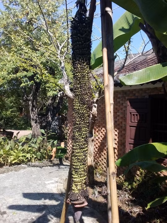 Cũng trong năm 2015, nhiều du khách thích thú khi tận mục buồng chuối hàng trăm nải, dài khoảng 2 m đã trổ hơn nửa năm trong khuôn viên Khu du lịch Không gian nhà Việt Nam - Vinahouse (xã Điện Minh, thị xã Điện Bàn, tỉnh Quảng Nam).