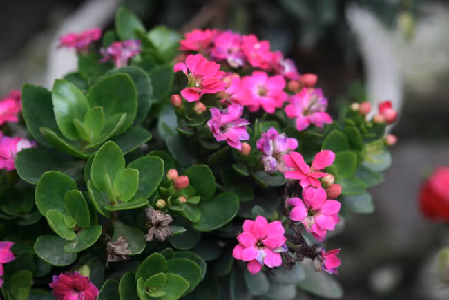 Hoa sống đời một loài hoa nhỏ nhắn mang sức sống bền bỉ, mãnh liệt cũng được yêu thích trong dịp tết. Nó tượng trưng cho sự sinh sôi, nảy nở và tình đoàn kết của các thành viên trong gia đình.