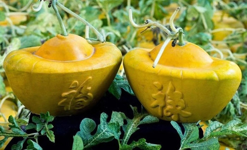 Dưa hấu hình thỏi vàng được nông dân Việt trồng và tạo hình "làm mưa làm gió" thị trường vào các dịp sát Tết Âm lịch. Mỗi cặp dưa (tùy trọng lượng) được rao bán 2,5 - 2,8 triệu đồng.