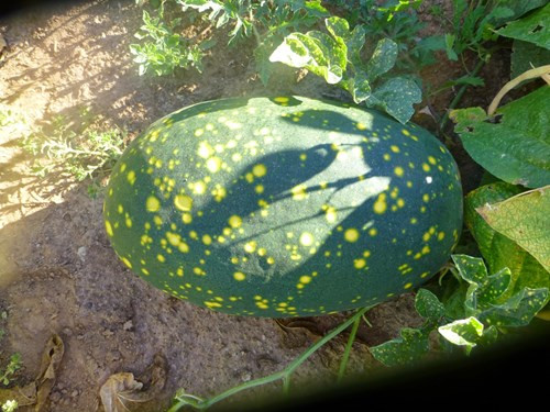 Một giống dưa hấu khác với lớp vỏ đốm vàng như hình mặt trăng và những ngôi sao li ti khiến khách hàng khá tò mò. Không chỉ có quả đốm vàng mà lá của loại dưa này cũng có đốm tương tự khá lạ mắt. Moxiox trái dưa này có thể nặng tới 9kg.