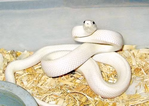 Rắn bạch tạng ở miền Tây cũng khiến nhiều người tò mò tìm mua, dù giá của chúng cả bạc triệu. Ảnh minh họa