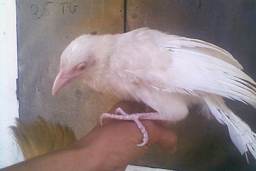 Nhờ độ hiếm có, mà giá những con thú bạch tạng thường đắt hơn rất nhiều lần. Trong hình là con chim bìm bịp bạch tạng được mua về với giá 3 triệu đồng.