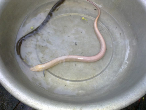 Lươn bạch tạng tùy theo cân nặng có thể "đội giá" lên tới 4-5 triệu đồng.