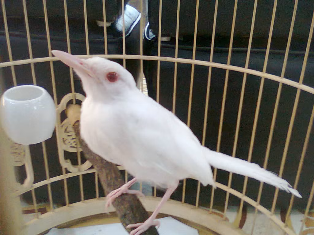 Cũng có màu lông khác biệt so với giống loài, chim chích chòe bạch tạng được rao giá bán hàng chục triệu đồng vẫn là thú chơi của đại gia Việt.