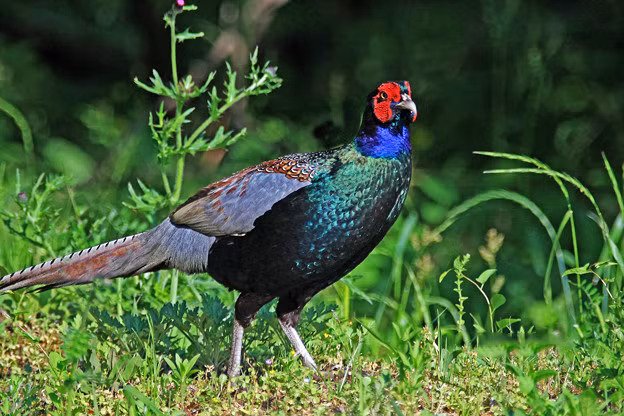 Ngoài ra, theo quan niệm dân gian, món ăn từ trĩ xanh được liệt vào hàng "bát bửu" (tám món ăn quý hiếm, chỉ dành cho vua chúa), đặc biệt tốt khi bồi bổ cho nam giới, vì thế, chúng còn được mua làm quà biếu Tết.