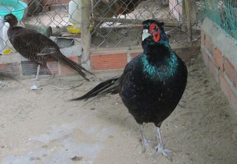 Chim trĩ hậu bị hay những con đang đẻ sẽ có giá từ 400.000 - 500.000 đồng. Anh Nguyễn Thành Vinh (một người chơi chim cảnh tại Hà Nội) chia sẻ: "Khi mua, nên chọn những con nhanh nhẹn, mắt sáng, bụng gọn, chân mập, lông mượt và bông, không bị bết, trọng lượng 20 - 23g là được".