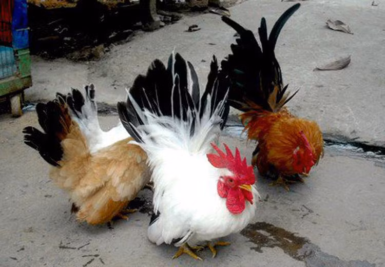 Gà tre trắng Thái Lan với bộ đuôi xòe như chim công. Chúng được một đơn vị cung ứng các loại gà quý, sinh vật cảnh ở Đống Đa, Hà Nội rao bán với giá từ 1,3 triệu đồng/con.