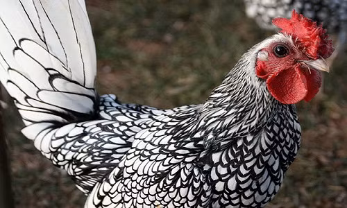 Chúng có rất nhiều màu sắc độc đáo như màu vàng, bàu bạc, trắng viền đen, kem...