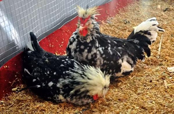 Gà Quý Phi (gà Hoàng Gia) có bộ lông và hình dáng đẹp, thịt ngon. Chúng là loại gà có thể đẻ 170 - 190 quả trứng trong một năm, sau khi nuôi khoảng 6 tháng là đẻ trứng. Giá của gà quý phi "mềm" hơn so với các giống gà quý kể trên, dao động từ 600.000 - 650.000 đồng/con. Riêng với con giống có giá từ 50.000 - 60.000 đồng/con.