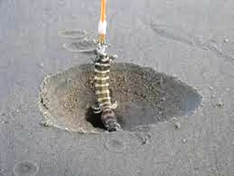 Tại Vùng Tàu, nghề câu tôm tích (tôm tít) khá được ưa chuộng. Đồ nghề câu tôm rất đơn giản: một cái muỗng, một sợi dây câu không có lưỡi câu, mồi câu là một con ốc nhỏ. Người đi câu tôm chỉ cần tìm được hang tôm, thả mồi xuống hang để bắt tôm.