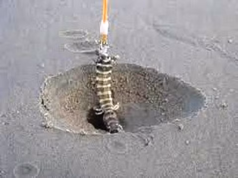 Tại Vùng Tàu, nghề câu tôm tích (tôm tít) khá được ưa chuộng. Đồ nghề câu tôm rất đơn giản: một cái muỗng, một sợi dây câu không có lưỡi câu, mồi câu là một con ốc nhỏ. Người đi câu tôm chỉ cần tìm được hang tôm, thả mồi xuống hang để bắt tôm.