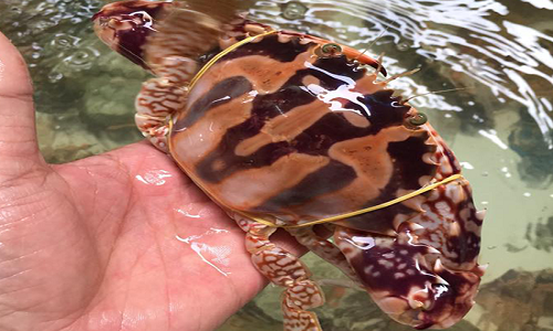 Với giá bán từ 180-250.000 đồng/kg ghẹ sống, nghề săn bắt ghẹ đã mang lại nguồn thu nhập khá cho hàng ngàn hộ dân vùng bãi ngang ven biển ở Quảng Ngãi. Ảnh minh họa.