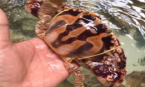 Với giá bán từ 180-250.000 đồng/kg ghẹ sống, nghề săn bắt ghẹ đã mang lại nguồn thu nhập khá cho hàng ngàn hộ dân vùng bãi ngang ven biển ở Quảng Ngãi. Ảnh minh họa.