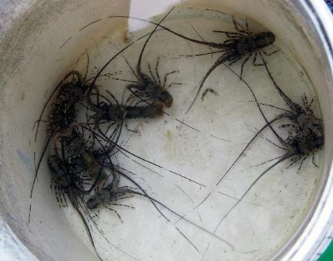 Nghề khai thác tôm hùm giống (tôm nhí) ở các huyện Hoài Nhơn, Phù Cát hay TP Quy Nhơn (Bình Định) giúp ngư dân thu nhập từ 5-8 triệu đồng một chuyến. Ảnh: CAND