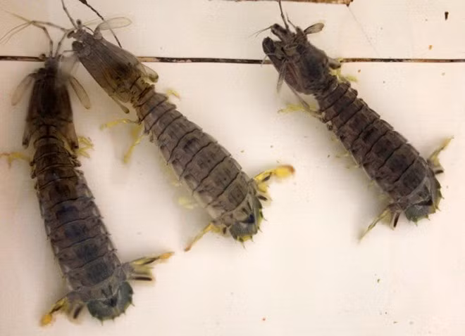 Không chỉ là nghề mưu sinh của người dân, nghề câu tôm còn được chọn lồng vào các tour du lịch đến Vũng Tàu. Khi những bãi biển sau thủy triều hở ra những bờ cát mịn, du khách có thể trải nghiệm cảm giác câu tôm tích thú vị.