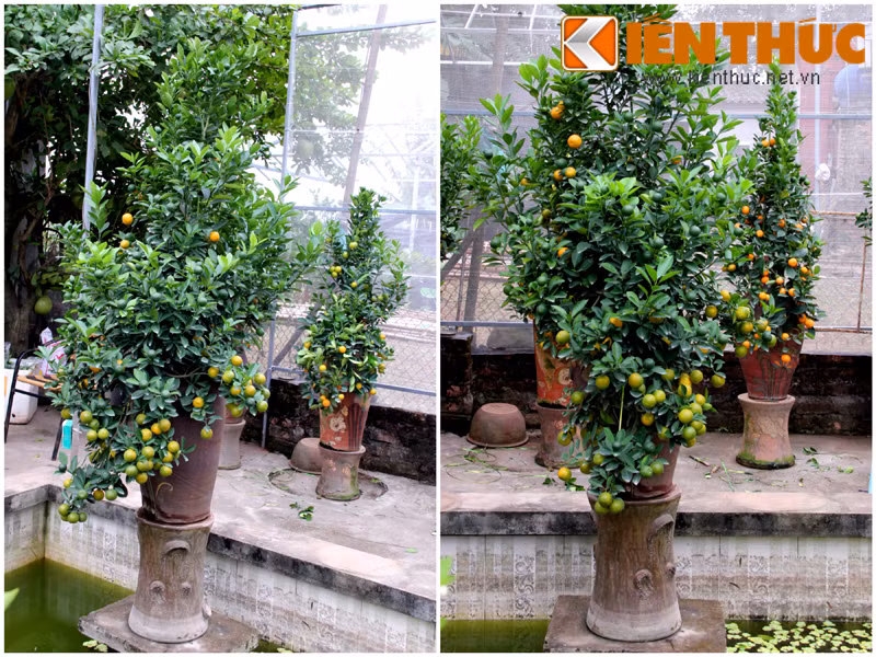 Hình ảnh một chậu quất bình được rao bán với giá 9 triệu đồng.