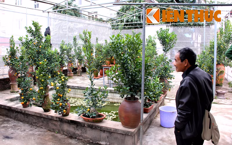 Mặc dù còn khá sớm song đã có những khách hàng tới ngắm, chọn cây ưng ý. Theo chủ vườn quất cảnh ở Hà Nội, các khách đại gia hoặc công ty, văn phòng đã đặt mua quất cảnh từ bây giờ để tránh cảnh "chen lấn" hoặc bị đội giá cuối năm. Hầu hết quất được bán có giá trên 5 triệu đồng.