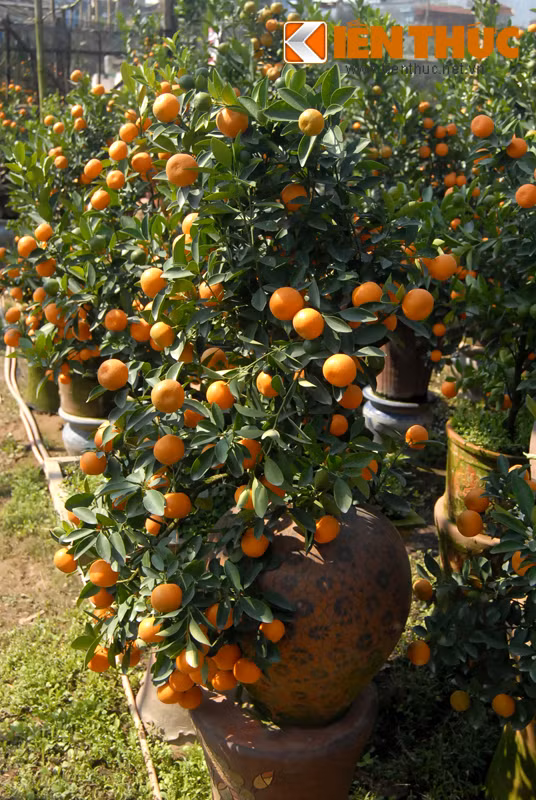 Những người trồng quất cảnh Tết lâu năm cho biết: Những cây quất tứ quý, có cả quả xanh, quả chín, nụ trắng và lá chồi sẽ có giá đắt hơn vì chúng tượng trưng cho tài lộc năm mới.
