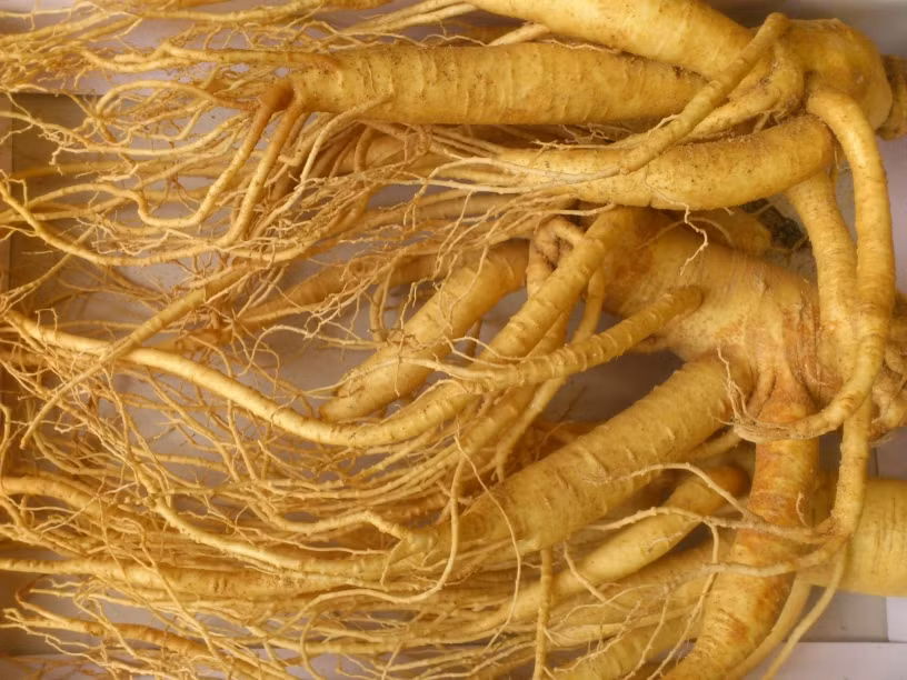 Một đơn vị cung cấp quà biếu cao cấp ở Hà Nội tung ra bộ quà tặng nhân sâm tươi Hàn Quốc với mức giá gần 4 triệu đồng (3 củ/kg).