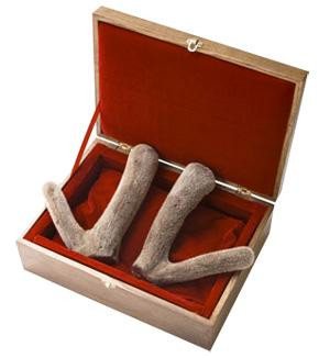 Năm nay, hộp quà nhung hươu thái lát (50g) có giá từ 1,3 - 2 triệu đồng (tùy nguồn gốc hàng từ đâu).