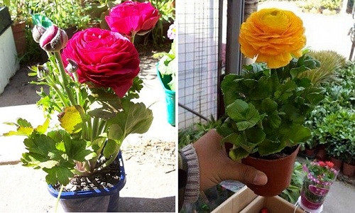 Hoa Ranunculus - Mao lương (ở miền Bắc gọi là Hồng Trà) có giá từ 150.000 đồng/bó (3-4 bông).
