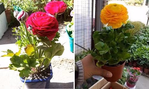 Hoa Ranunculus - Mao lương (ở miền Bắc gọi là Hồng Trà) có giá từ 150.000 đồng/bó (3-4 bông).