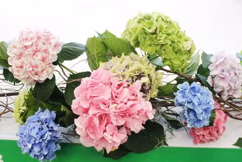 Cẩm tú cầu đủ màu được nhiều cửa hàng hoa tươi nhập trực tiếp từ Hà Lan và Chile để phục vụ cho khách đại gia.