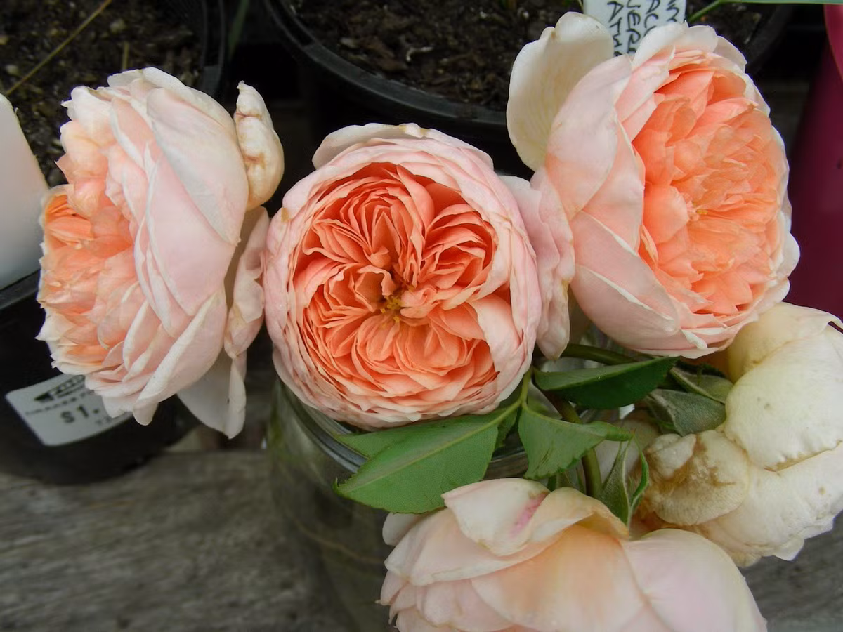 Sang trọng và đẹp mắt, hoa hồng David Austin nhập từ Anh bao giờ cũng thu hút người mua mặc dù giá của chúng không hề rẻ, mỗi bông có thể được rao bán với giá cả trăm nghìn đồng. Một chậu hồng David Austin cũng "ngốn" cả triệu đồng,