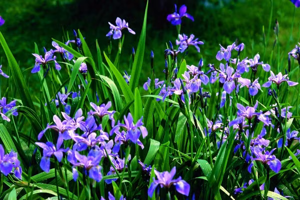 Muốn một chút khác biệt, nhiều người tìm mua hoa diên vĩ để chơi Tết. Ngoài sự đa dạng về màu sắc như xanh da trời nhạt, tím, vàng, trắng, hồng, cam, nâu đỏ..., hoa Diên Vĩ được xem như sứ giả mang đến những điềm lành, niềm hy vọng.