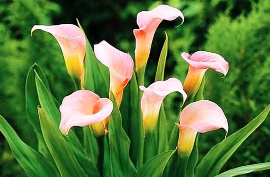 Hoa rum là một loài hoa đẹp, mang nét tinh tế, tinh kiết và dịu dàng. Và nó còn mang ý nghĩa biểu tượng cho hạnh phúc và sự hồi sinh. Một bình hoa rum trong nhà sẽ mang lại diện mạo mới cho không gian sống.