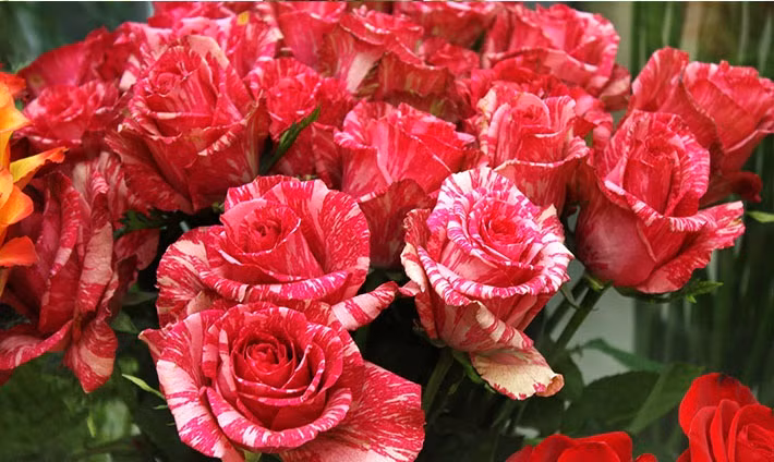 Mặc dù có giá khá đắt đỏ song các loại hồng Ecuador vẫn rất được ưa chuộng để làm đẹp không gian sống. Tùy từng loại mà giá của chúng dao động từ 40.000 - 100.000 đồng/bông.