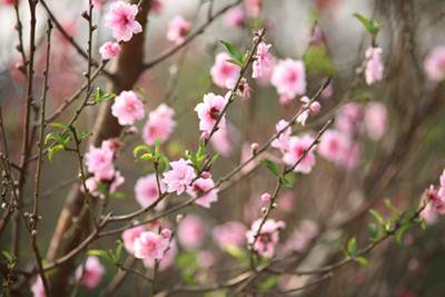 Khi chọn, người mua cần chú ý đào có nhiều nụ, hoa nở đều cánh, nếu có cả hoa, nụ và lộc là điều tốt, bởi đó là biểu tượng cho sự đề huề, ấm no của gia đình.