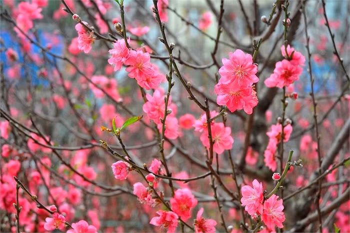 Đào bích là loại phổ biến nhất, tán rộng, hoa kép thắm đỏ rải đều khắp các cành, kể cả cành tăm nhỏ xíu. Bích đào có thể chơi chậu lớn, cắt cành to cắm lọ lộc bình trưng trong phòng khách, hoặc cành nhỏ đặt ở bàn thờ tổ tiên ngày Tết.